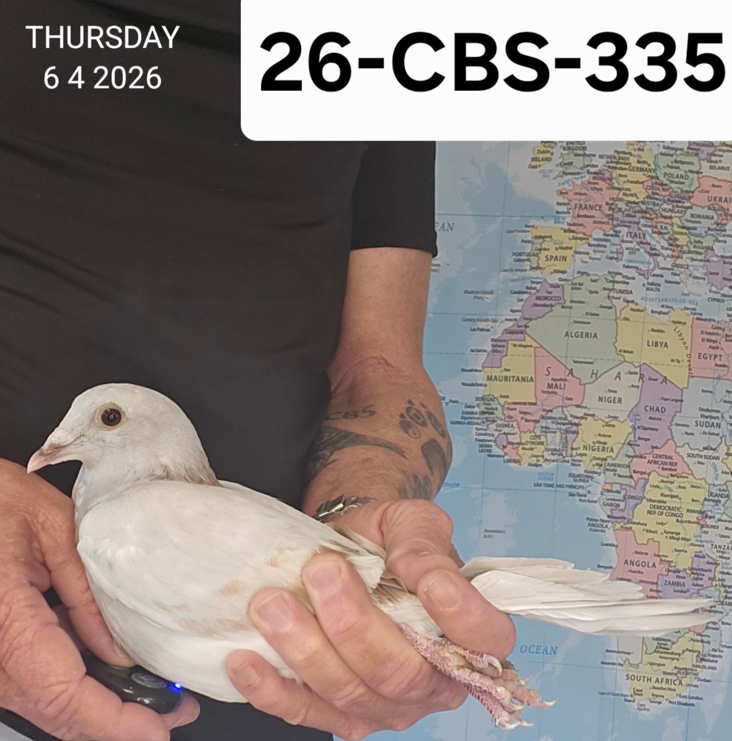 26-CBS-335 Silver cock. Kannibaal, DiCaprio, Rudi lines.