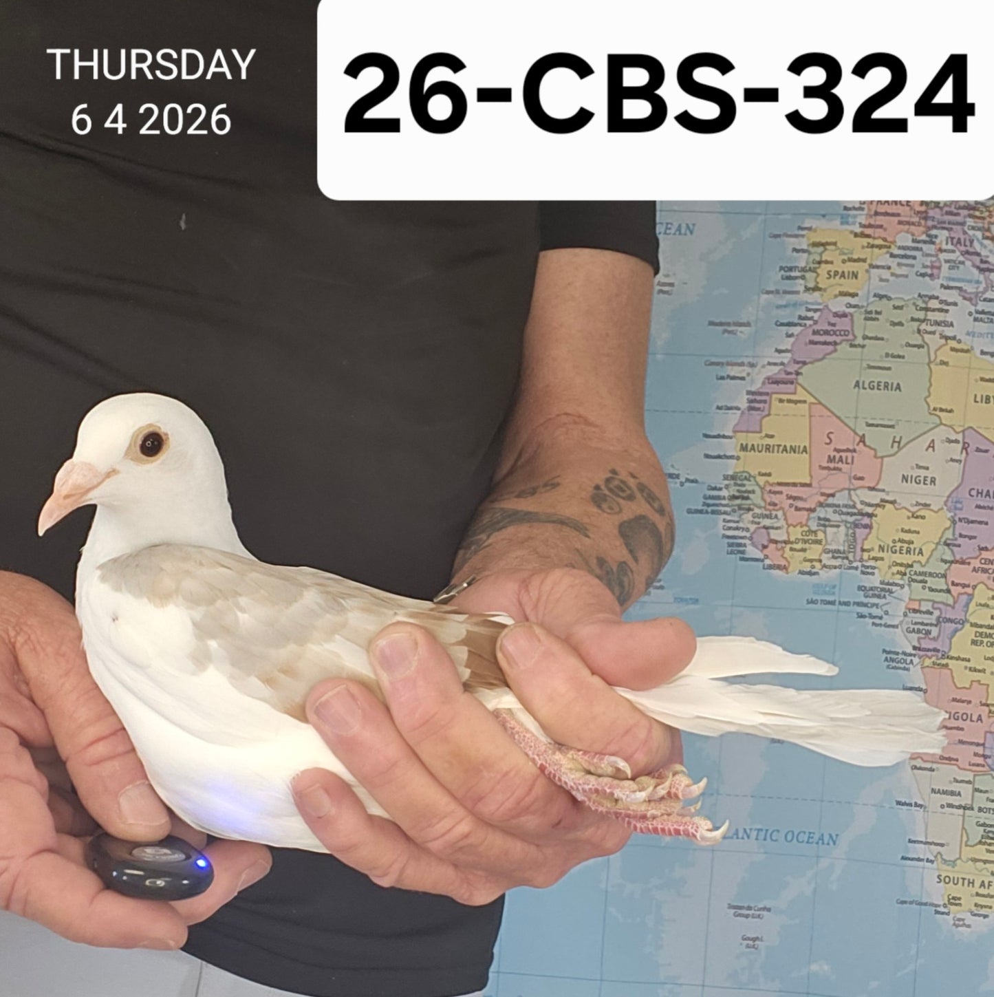 26-CBS-324 Silver Splash hen.