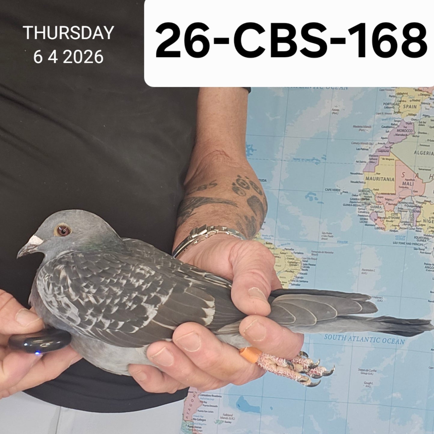 26-CBS-168 Blue check hen. Marc & Geert Pollins