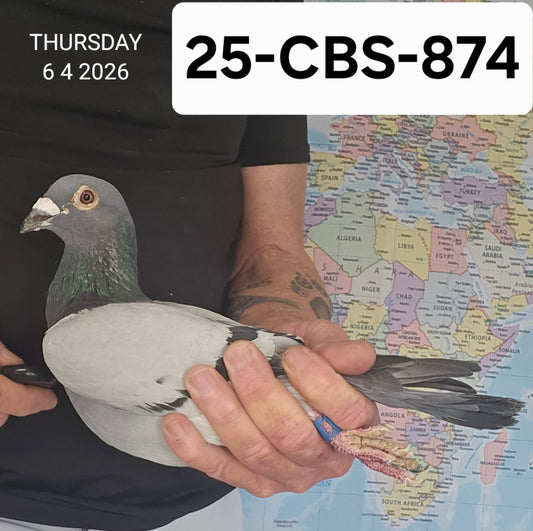 25-CBS-874 Blue cock. Sire is 1/2 brother "Early Grey"
