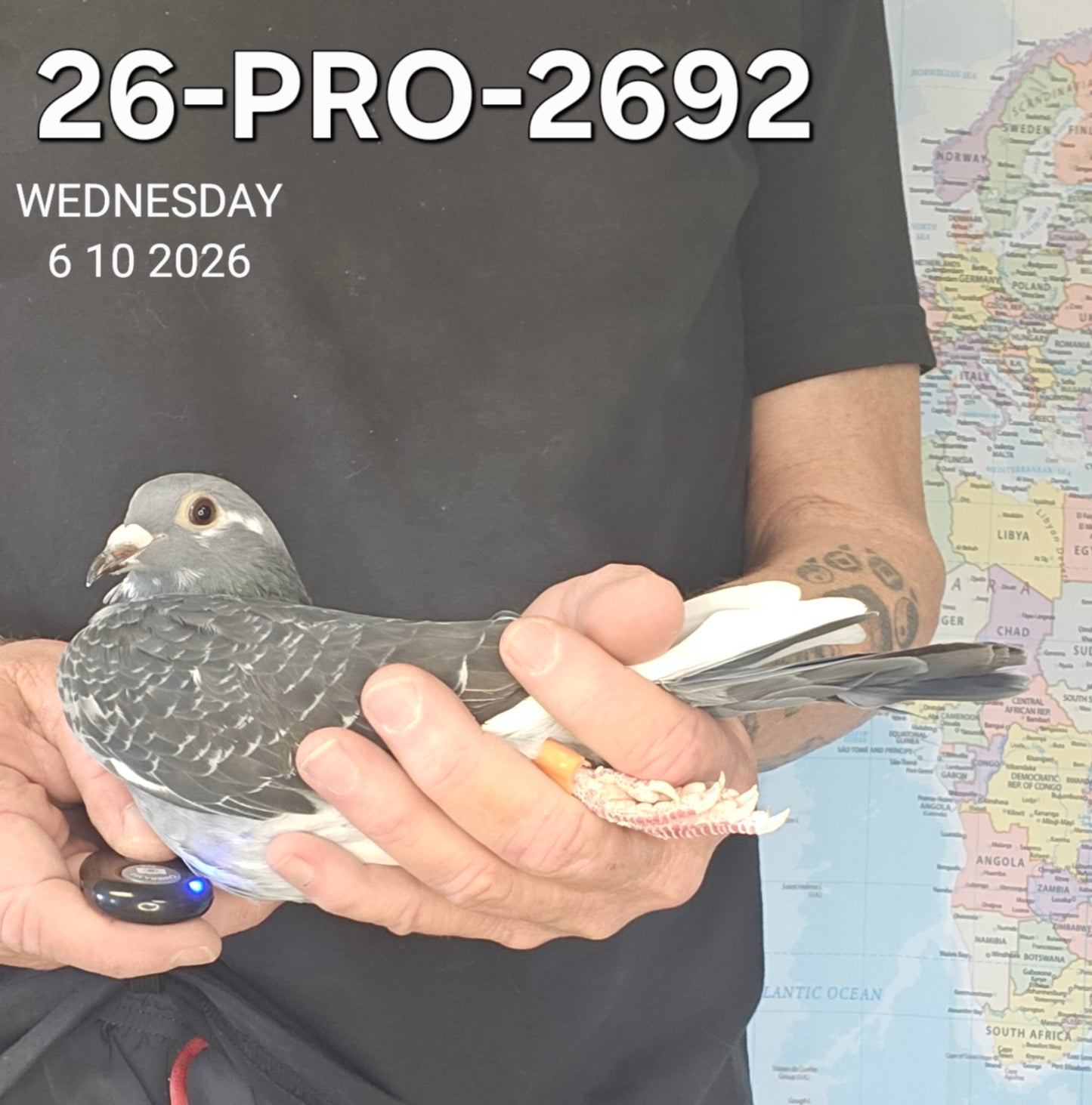 26-PRO-2692 Dark check splash hen. Long Distance!!