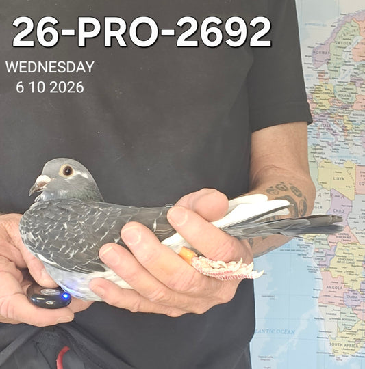 26-PRO-2692 Dark check splash hen. Long Distance!!