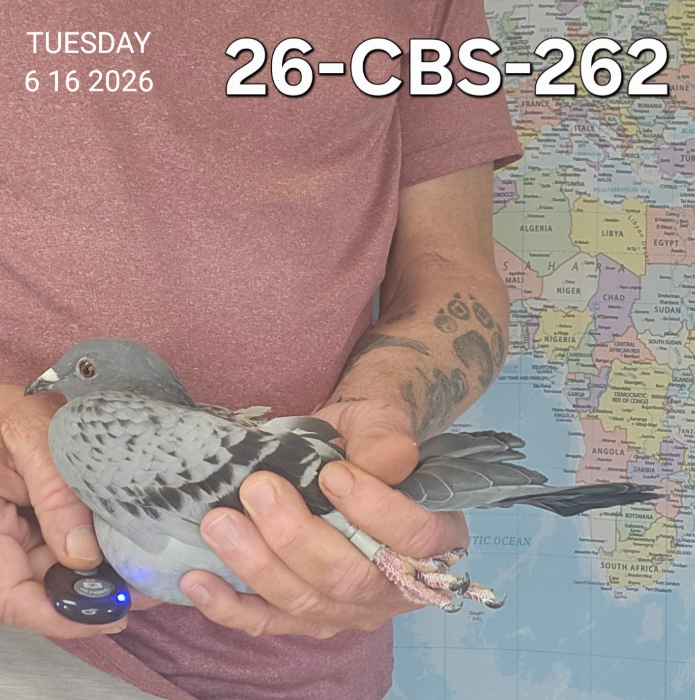 26-CBS-262 Light Check Hen. Daughter "Tulsa Time"