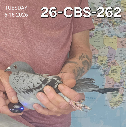 26-CBS-262 Light Check Hen. Daughter "Tulsa Time"