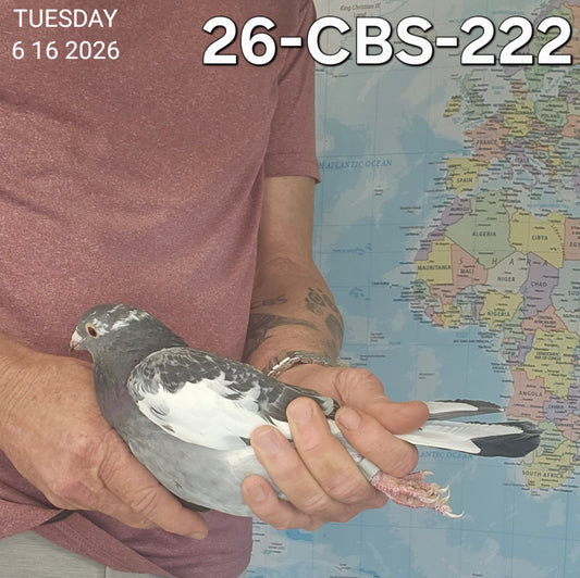 26-CBS-222 Blue check splash hen. 019 Janssen. Daughter "Diavolo"