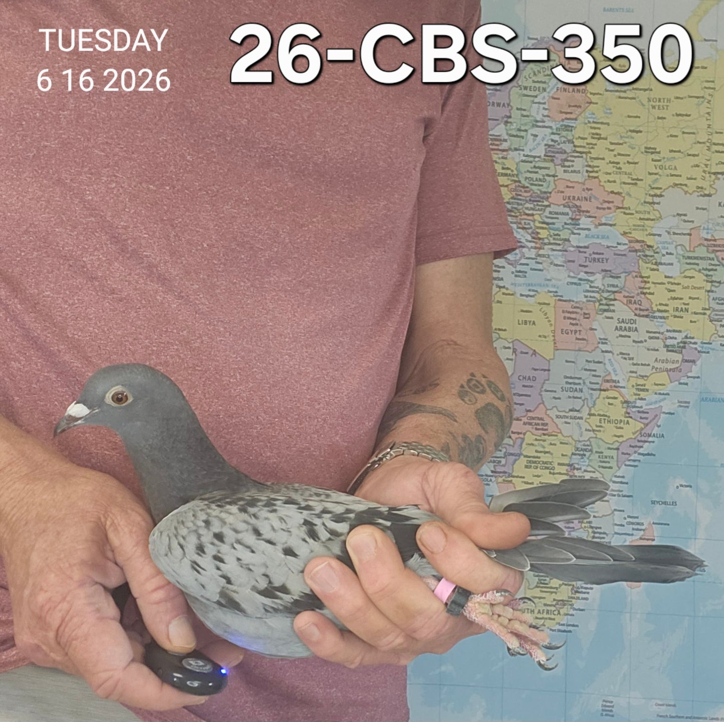 26-CBS-350 Light Check hen. Daughter "Henniker". Serge Van Elsacker lines.