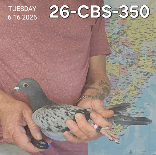 26-CBS-350 Light Check hen. Daughter "Henniker". Serge Van Elsacker lines.