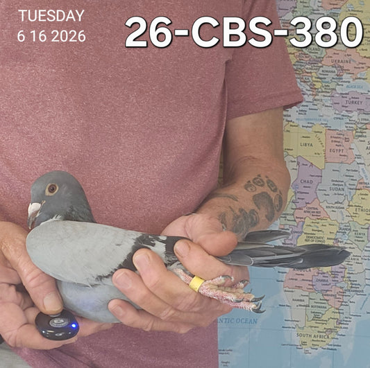26-CBS-380 Blue hen. Granddaughter "Bellatrix"