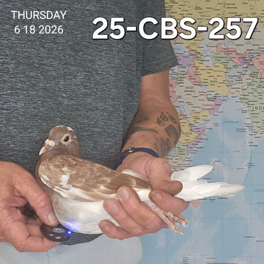 26-CBS-257 Red check hen.