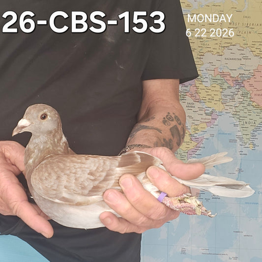 26-CBS-153 Red check hen. Inbred "DiCaprio"