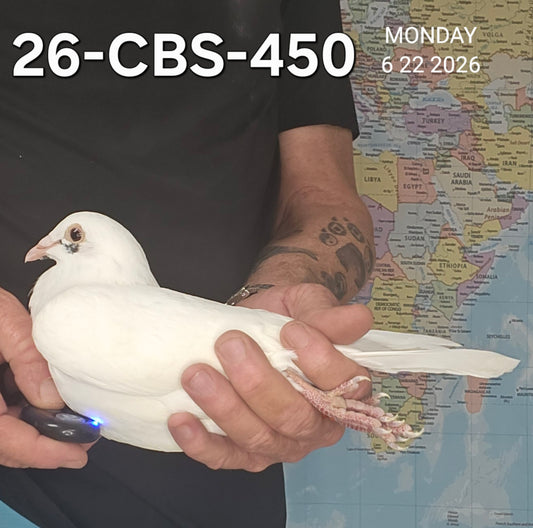 26-CBS-450 White Cock