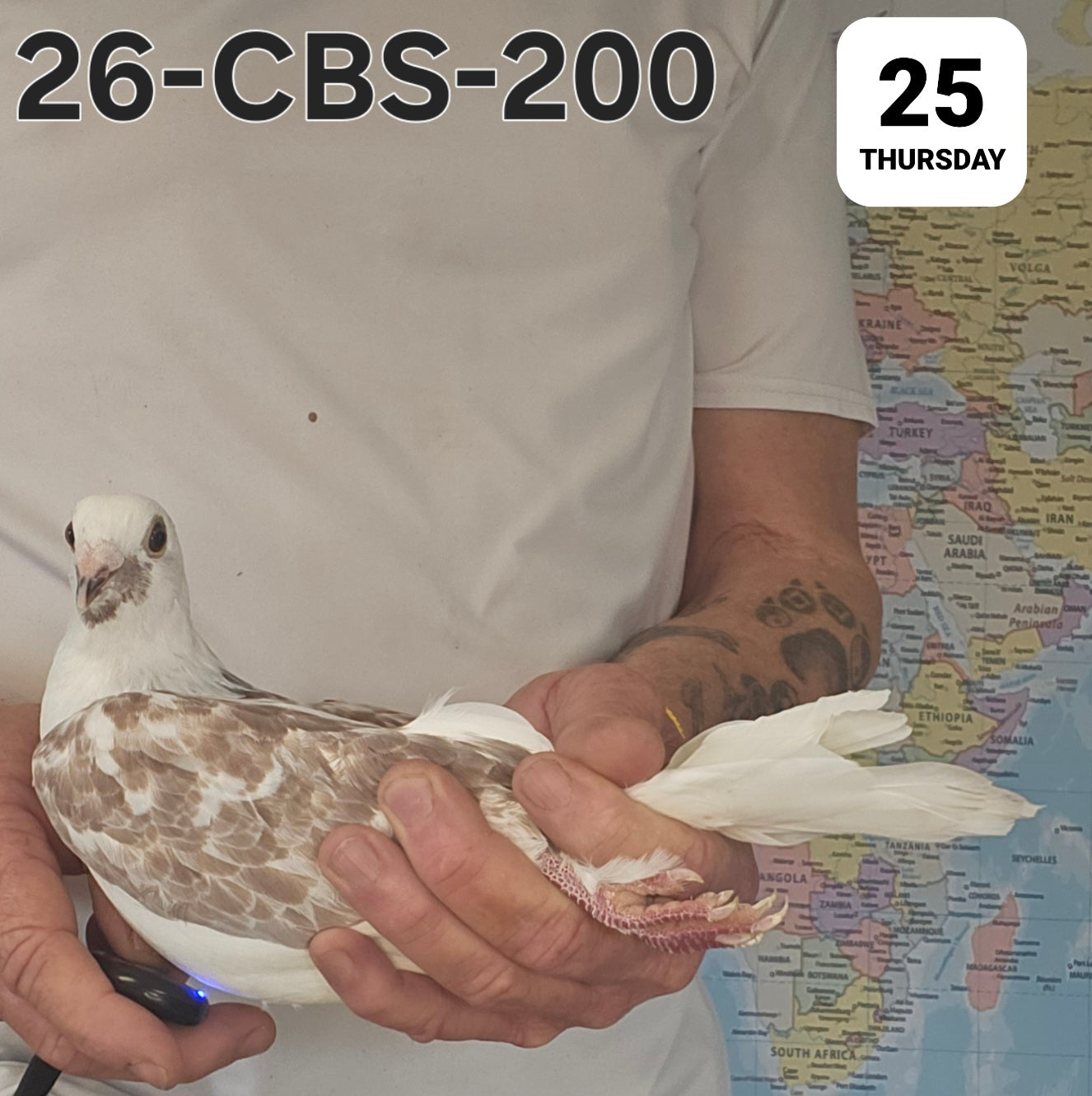 26-CBS-200 Red grizzle hen. Kaasboer, Kannibaal, Meuleman