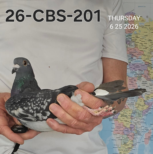 26-CBS-201 Dark Check Splash Hen