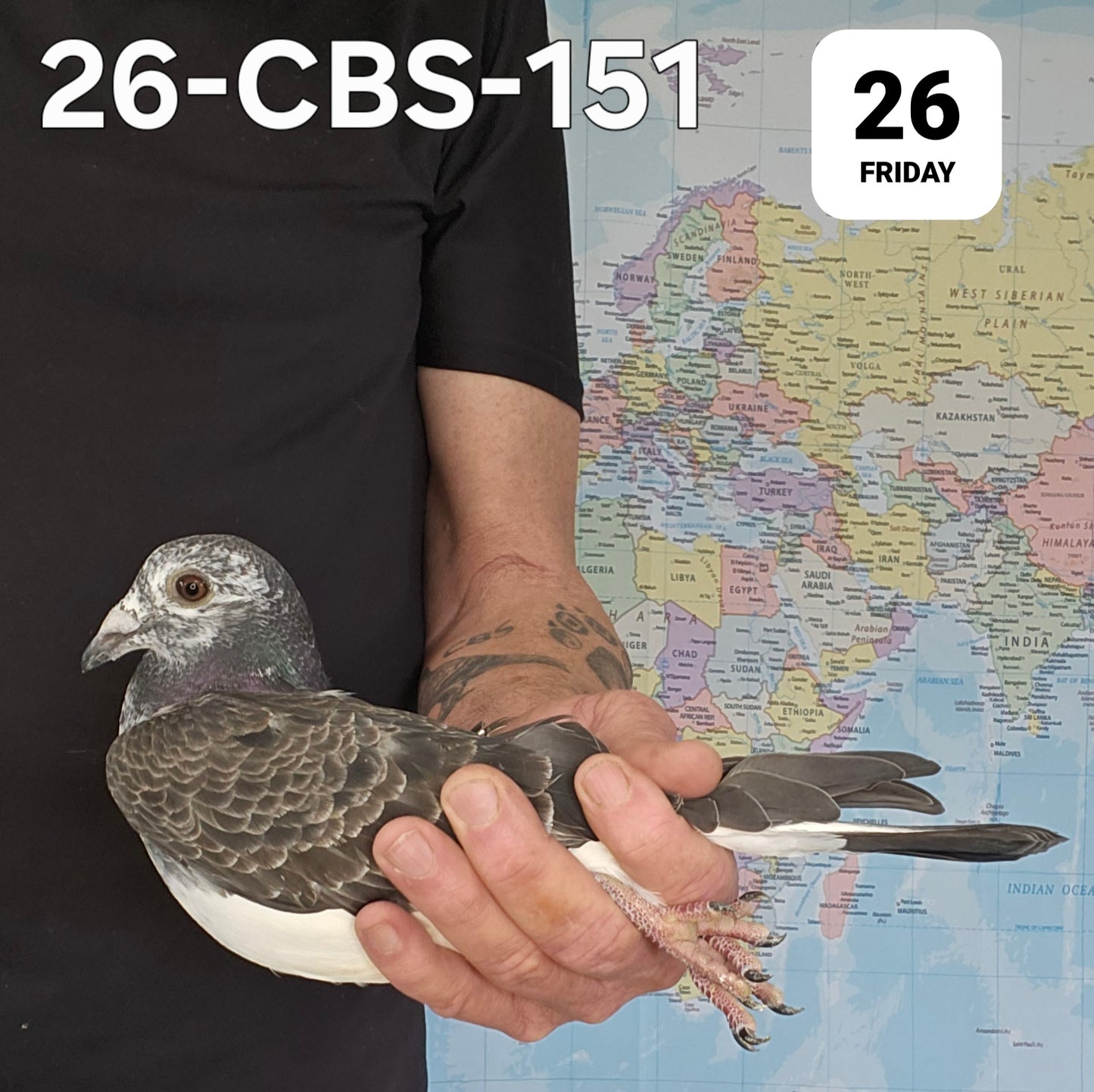 26-CBS-151 Grizzle hen. Daughter "Fast Grey" 1st Ace Pigeon Minnesota!