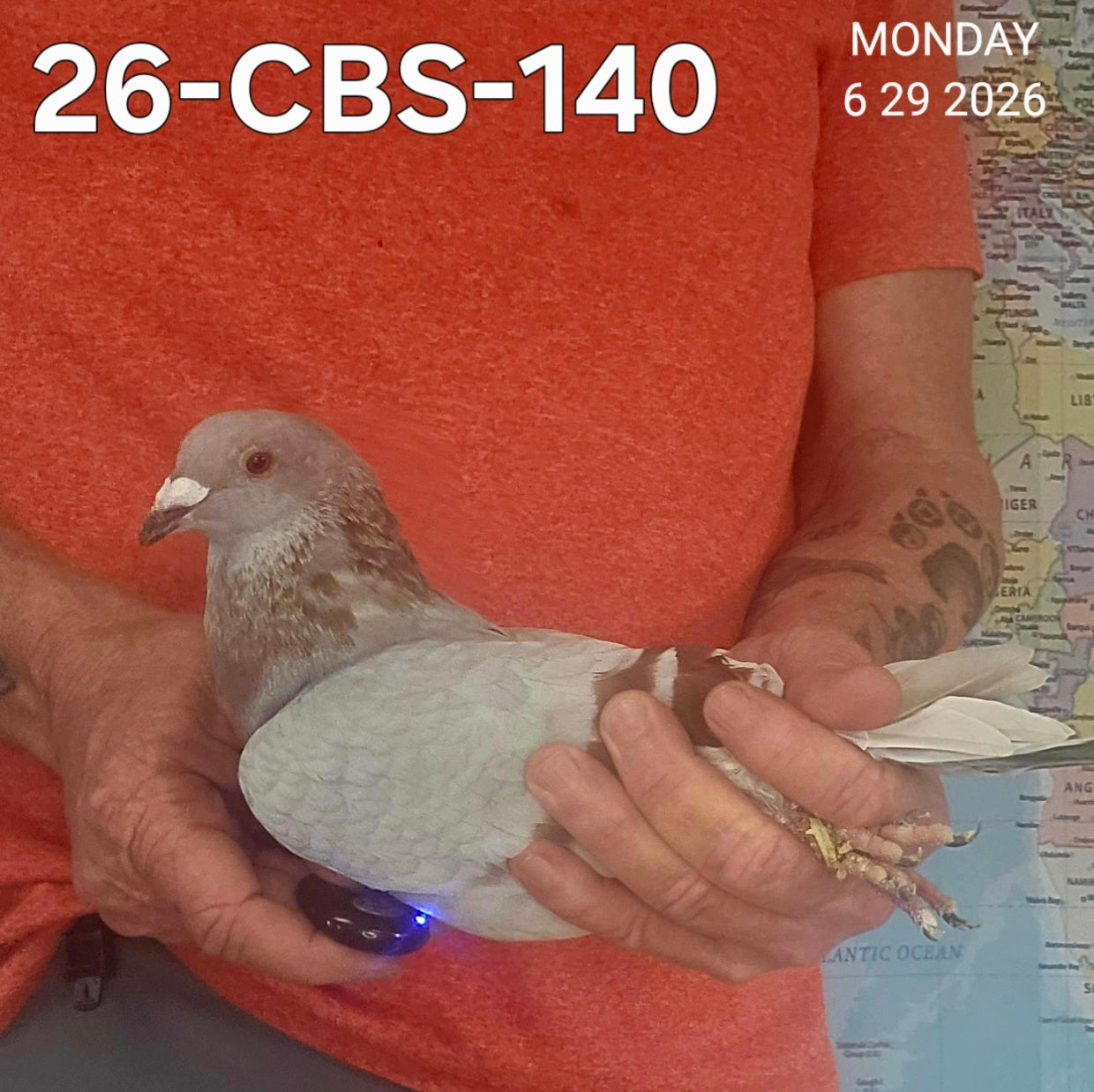26-CBS-140 Silver Cock. Sire is 1/2 brother "Benjamin"