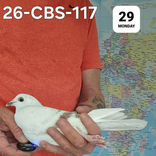 26-CBS-117 Red grizzle hen. Granddaughter "Bellatrix"
