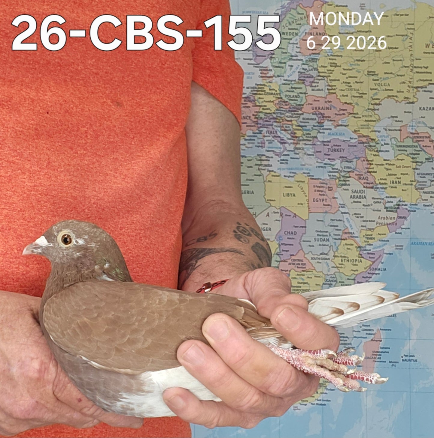 26-CBS-155 Red check hen.