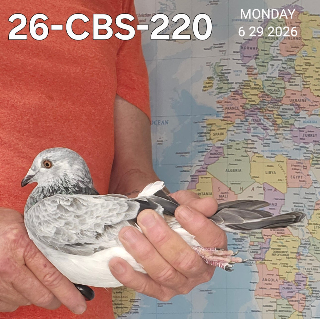26-CBS-220 Grizzle hen. Granddaughter "Grey Panther" & "Sugar Lucy"