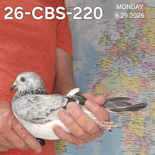 26-CBS-220 Grizzle hen. Granddaughter "Grey Panther" & "Sugar Lucy"