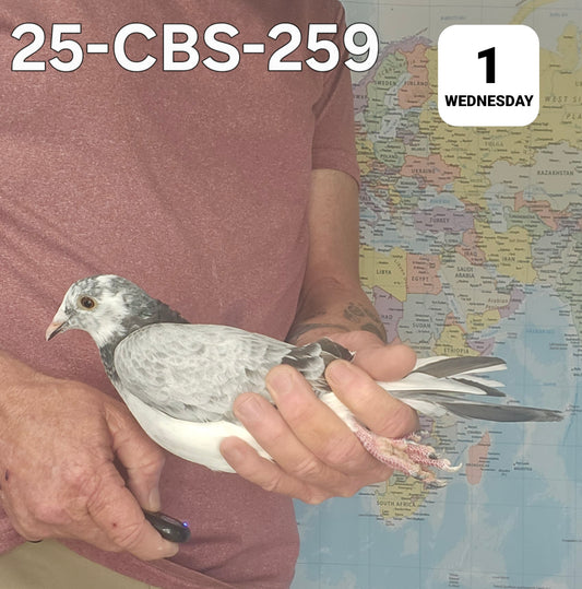 26-CBS-259 Grizzle hen. Kaasboer, Bellatrix lines.