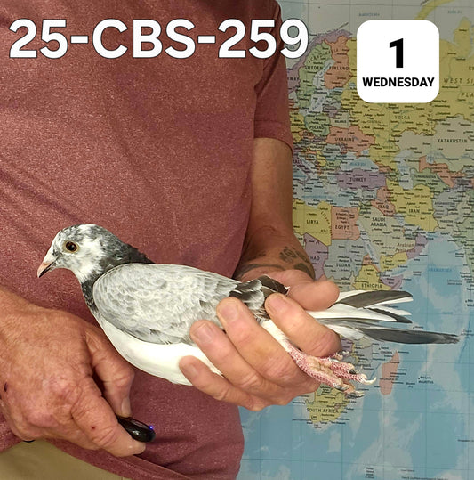 26-CBS-259 Grizzle hen. Kaasboer, Bellatrix lines.