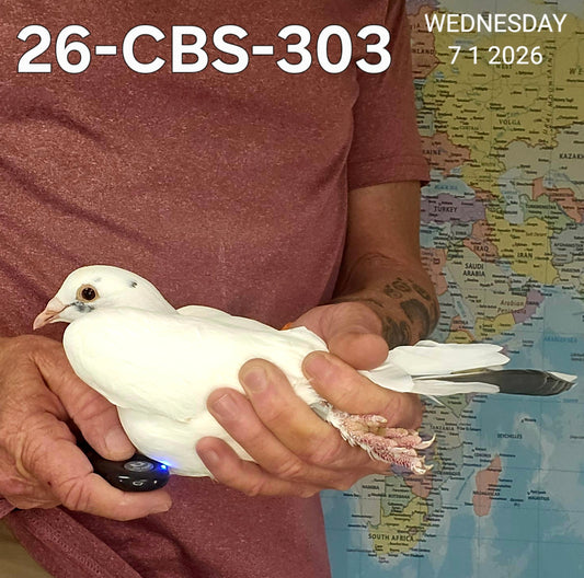 26-CBS-303. 019 Janssen cock.