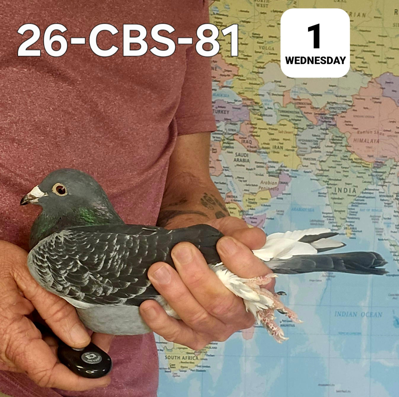 26-CBS-81 Blue check white flight cock.