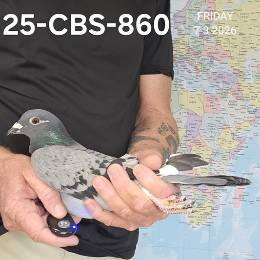 25-CBS-860 Light check white flight cock
