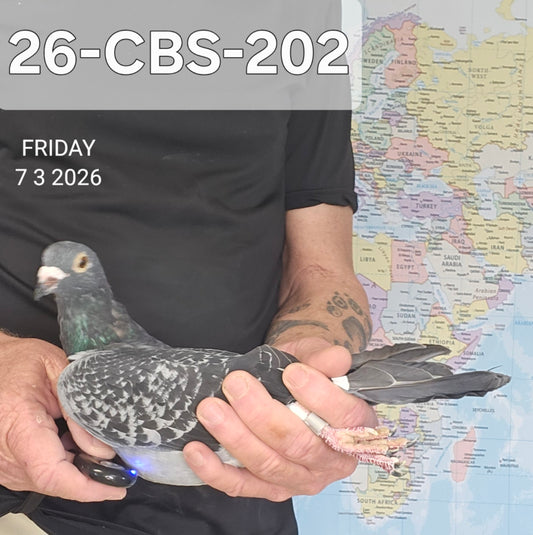 26-CBS-202 Blue check white flight cock.