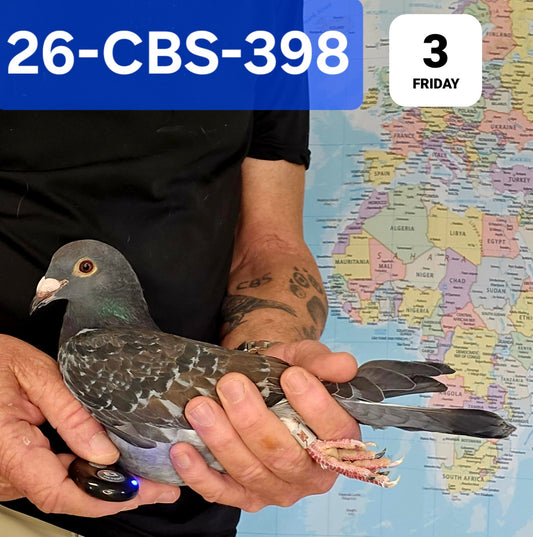 26-CBS-398 Blue check cock. 019 Janssen