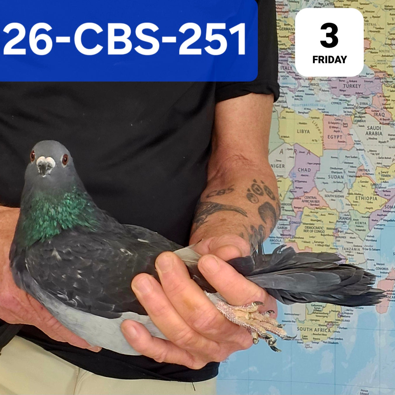 26-CBS-251 Black cock. Son "Black Booster I". Kaasboer.