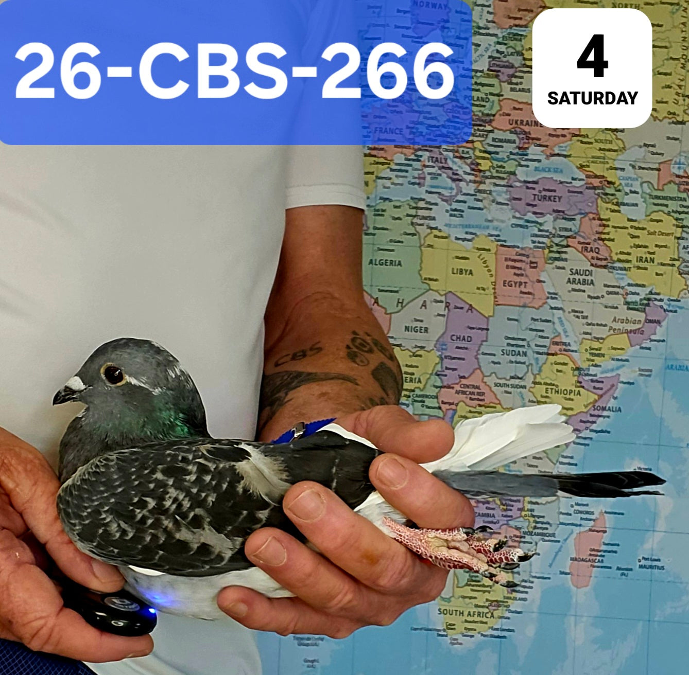 26-CBS-266 Dark check white flight hen.