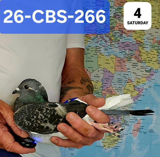 26-CBS-266 Dark check white flight hen.