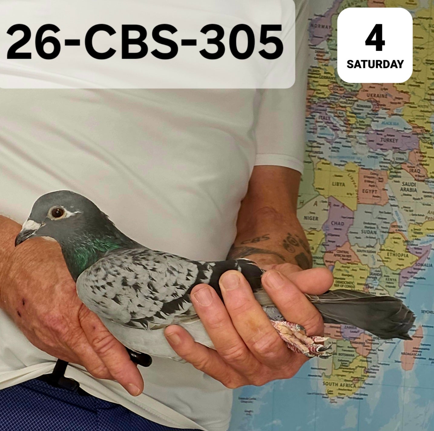 26-CBS-305 Light Check splash hen. Granddaughter "Grey Panther"