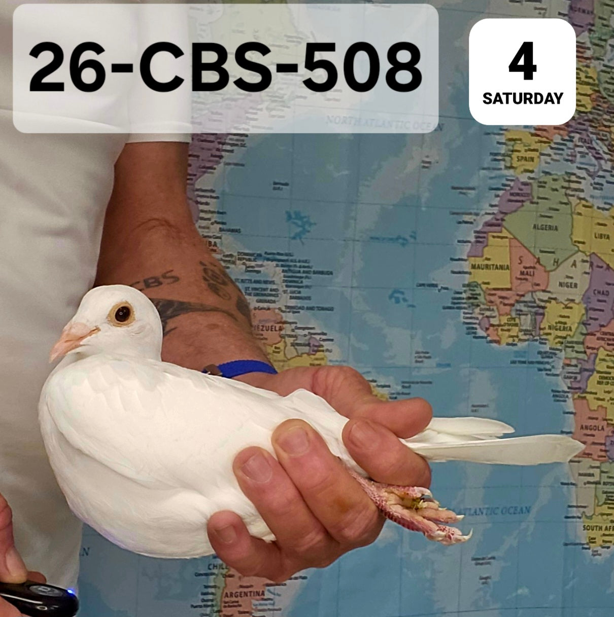 26-CBS-508 White hen. Janssen, Kaasboer!