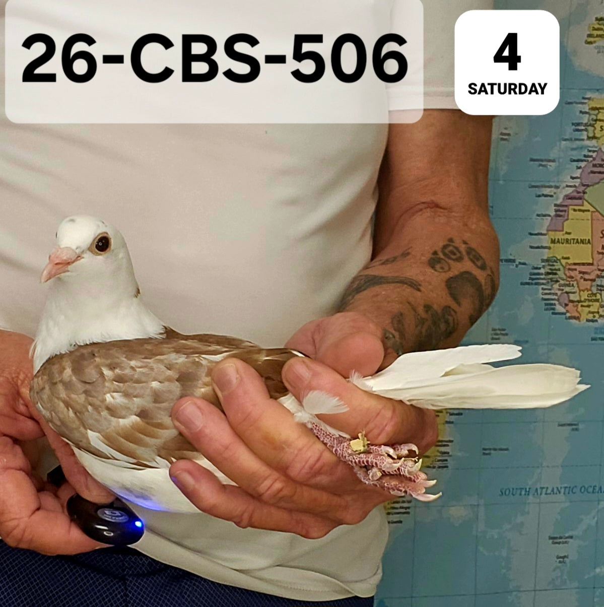 26-CBS-506 Red Check splash hen.