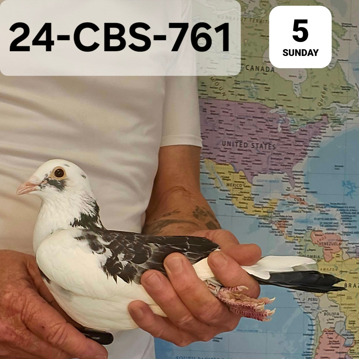 24-CBS-761 Dark check splash cock. Belgian White & 019 Janssen
