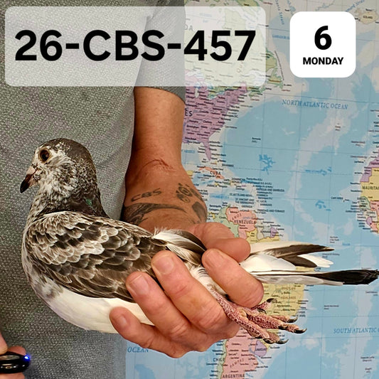 26-CBS-457 Grizzle Hen. Double granddaughter "Ironsides"