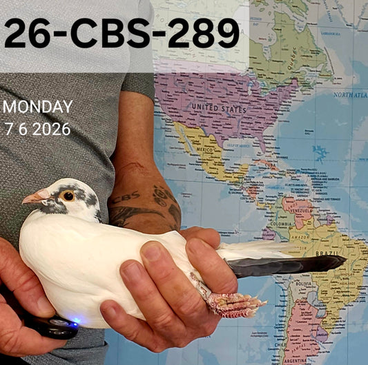 26-CBS-289 White Janssen cock.
