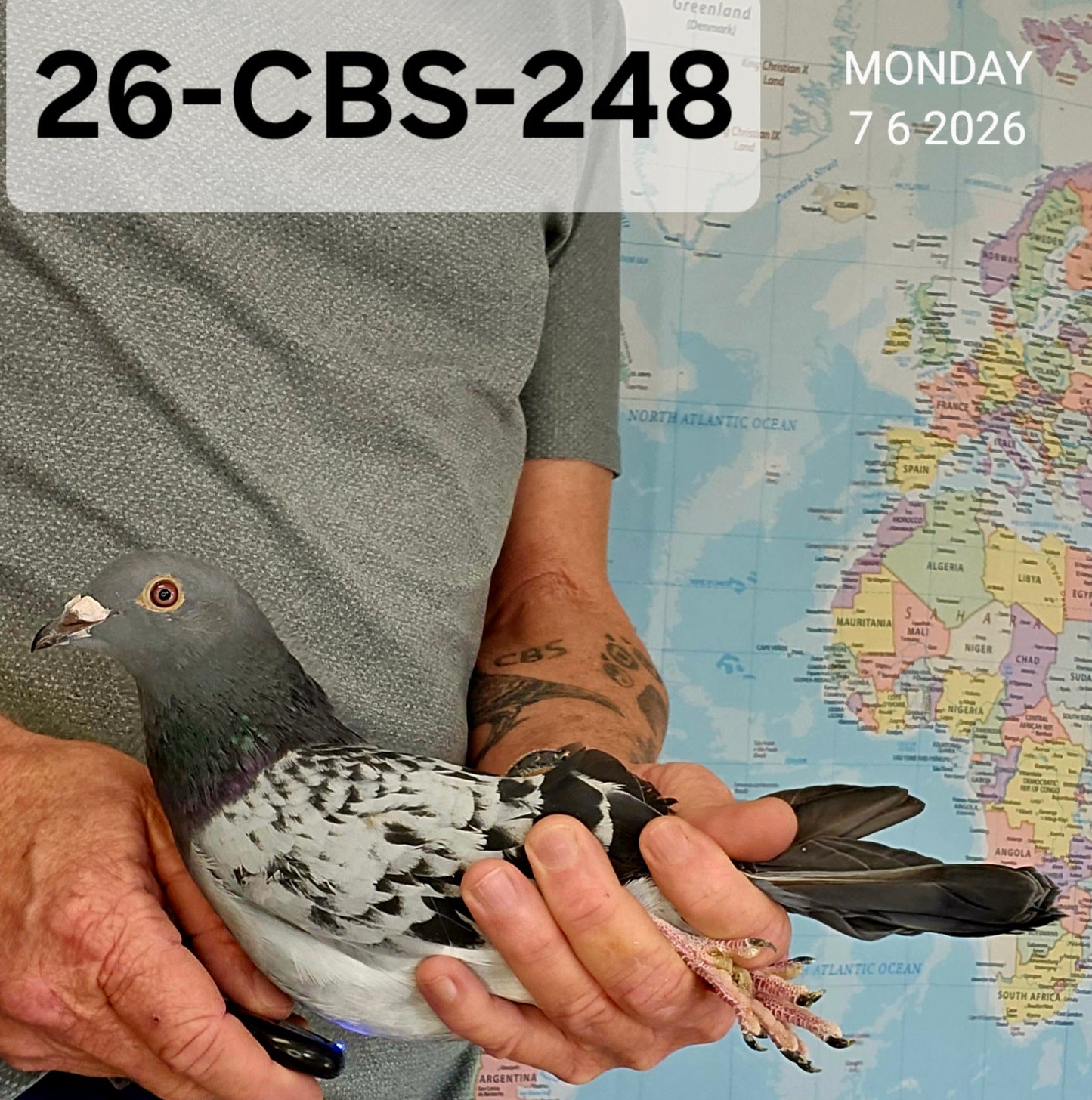 26-CBS-248 Blue Check cock. Serge Van Elsacker