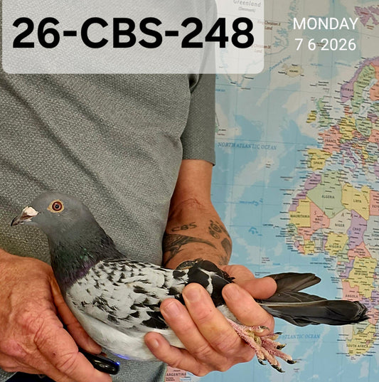 26-CBS-248 Blue Check cock. Serge Van Elsacker