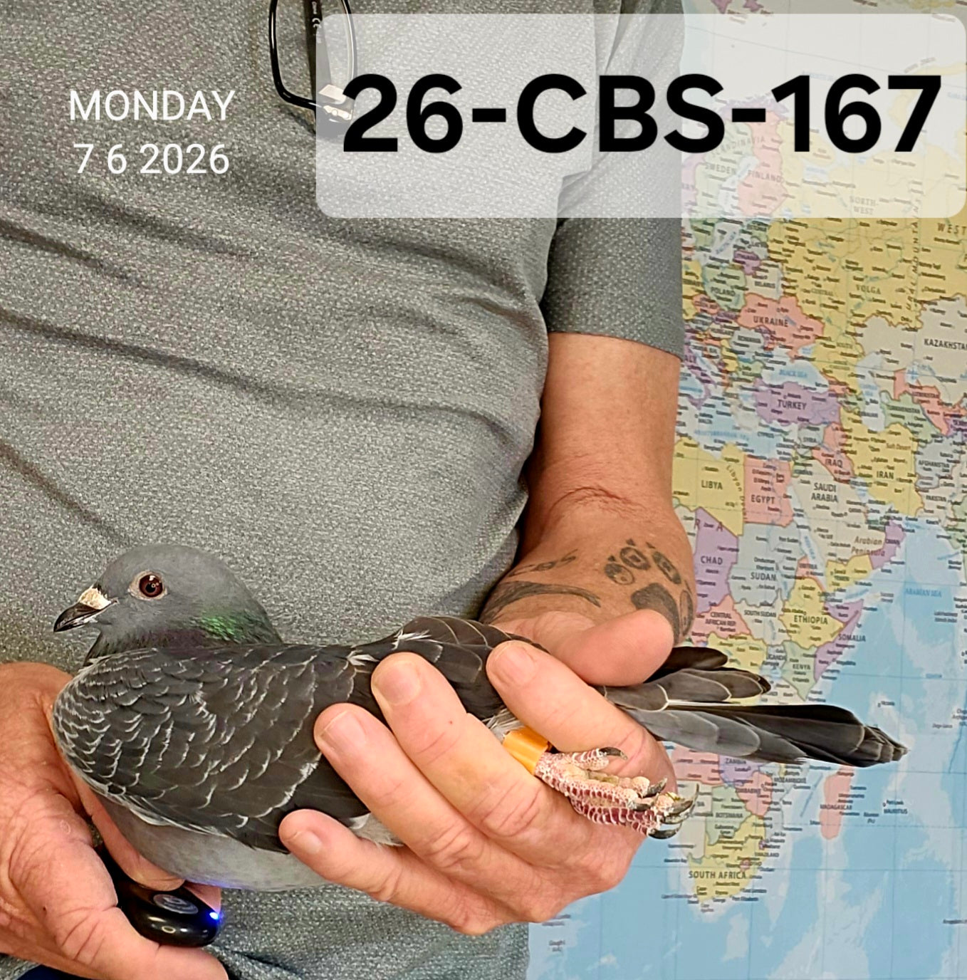 26-CBS-167 Dark Check hen. Pure long distance