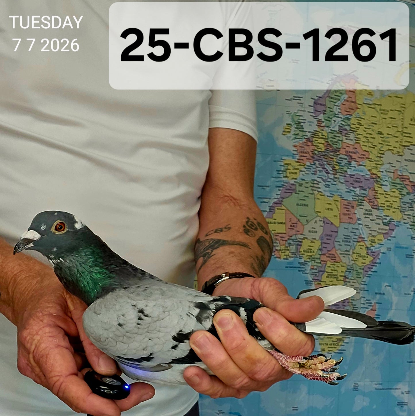 25-CBS-1261 Pencil Splash cock. Vandenabeele & Kannibaal.