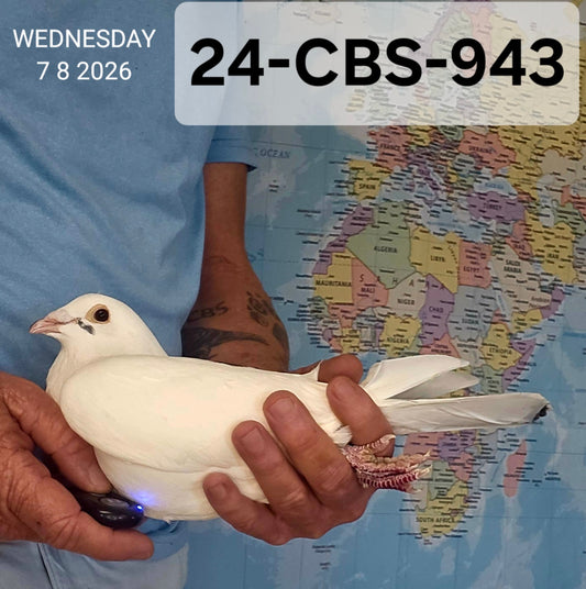 24-CBS-943 White cock. Foundation Quality!