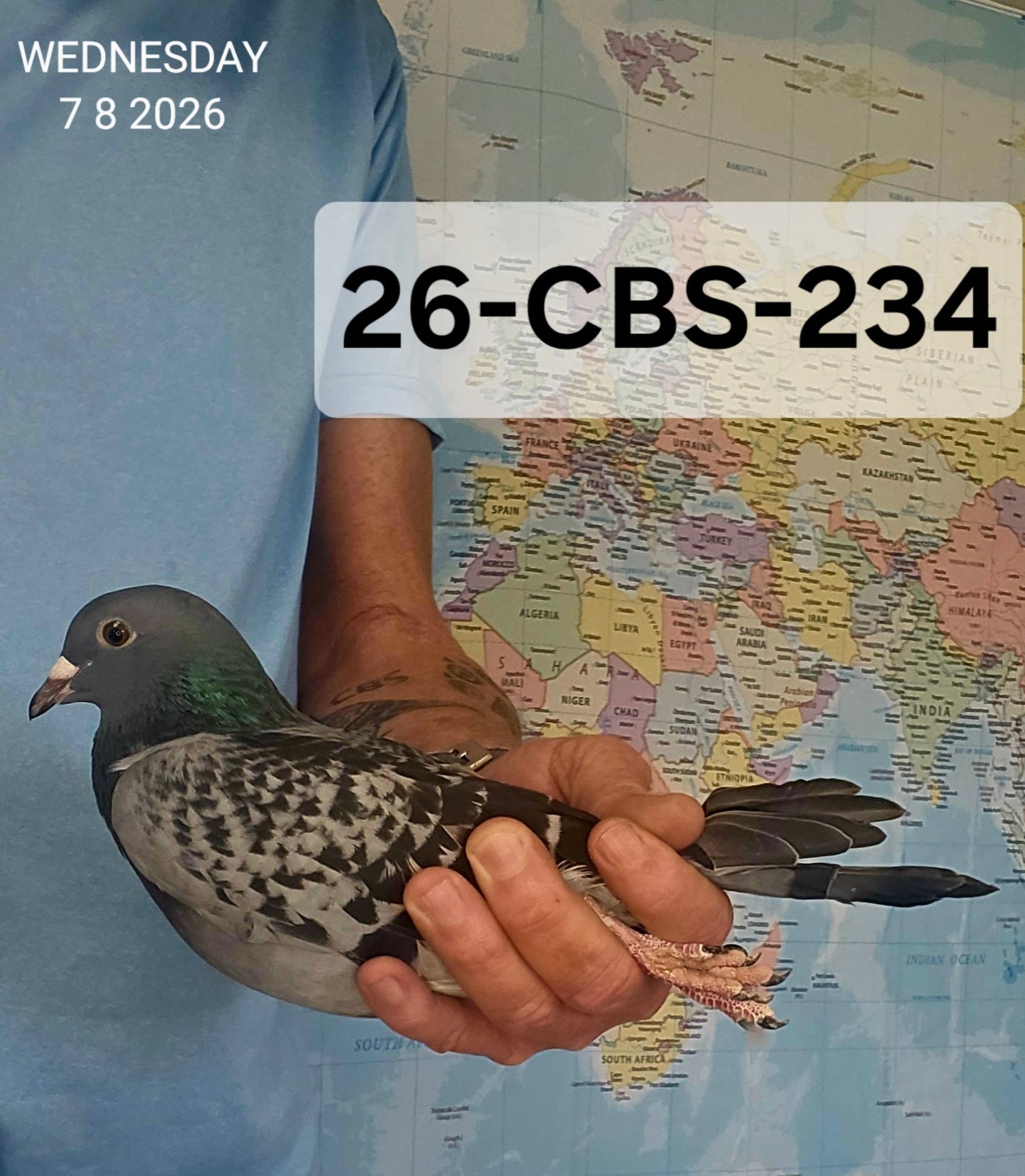 26-CBS-234 Blue check cock. Grandson "Bellatrix".