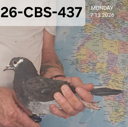 26-CBS-437 Dark check splash hen. Daughter "New Black Prince". Kaasboer.
