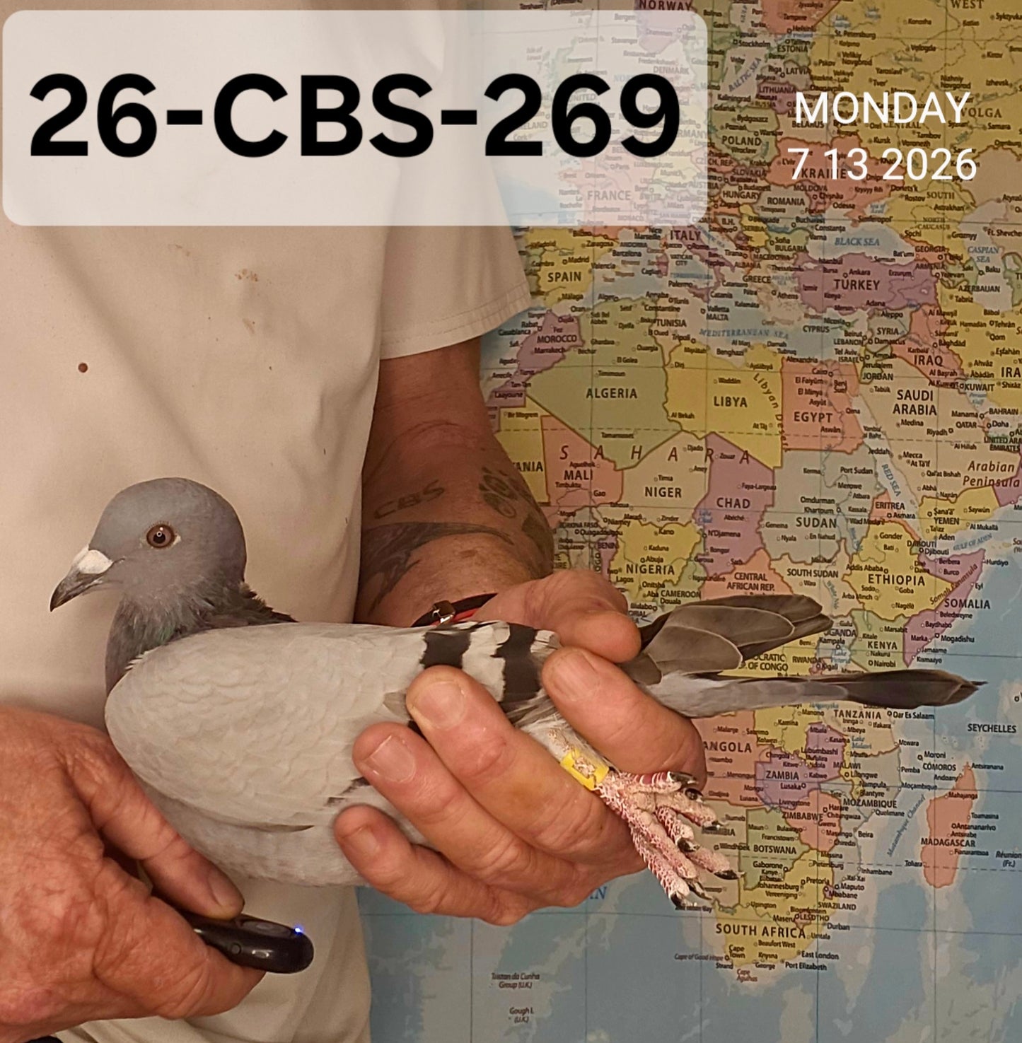26-CBS-269 Blue hen. The best of Dirk Van Dyck.