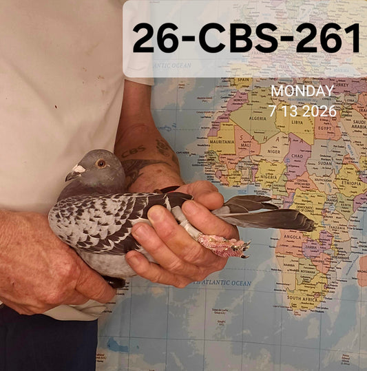 26-CBS-261 Blue Check hen. 019 Janssen.