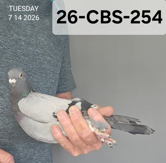 26-CBS-254 Blue cock. Inbred "Rudi"