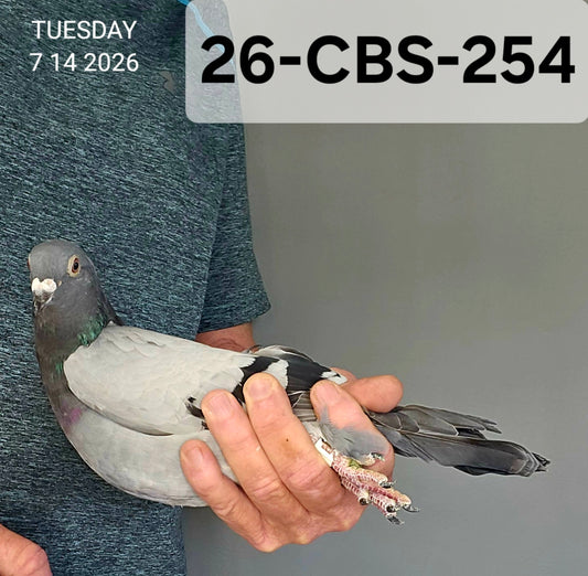 26-CBS-254 Blue cock. Inbred "Rudi"